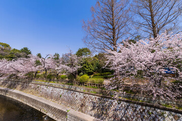 桜咲く哲学堂公園と妙正寺川の風景