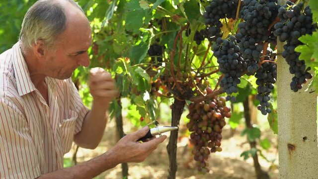 Older viticulturist picking big red grape and squeezing the juice onto a glass of light refractometer.