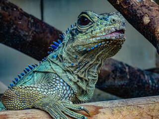 iguana in the zoo