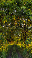 Country road among oak groves in the warm rays of the rising sun, rural landscape, vertical image. 