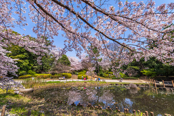 桜咲く哲学堂公園 菖蒲池の風景