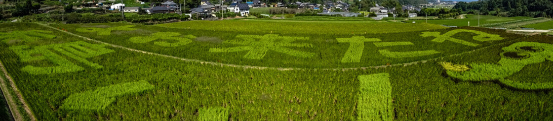 rice terraces in island