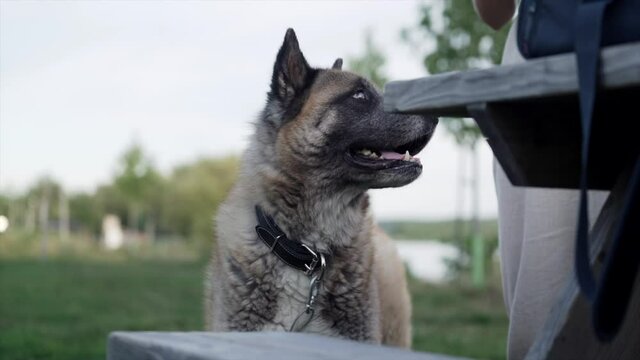 American Akita Standing Next To Its Master Beside The Wooden Picnic Table At The Park. - close up shot