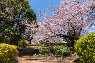 桜咲く哲学堂公園の風景