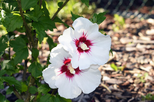 Two tender flowers of hibiscus syriacus 'Manuela' in a sunny summer day