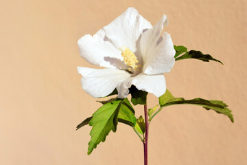 Tender white flower of hibiscus syriacus 