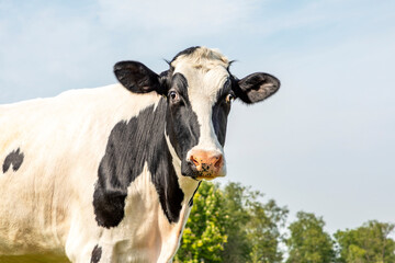 Head of a funny cow, looking surprised and friendly , black and white, blue background with copy space