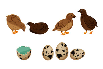 Vector illustration of four different quails and quail eggs