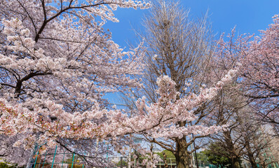 桜咲く哲学堂公園の風景