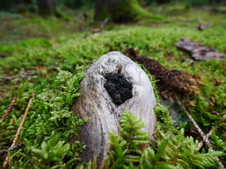 Wurzel wie eine Vagina mit Moosbehaarung