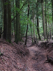 Obraz premium Mittelalter Hohlweg im Odenwald 4