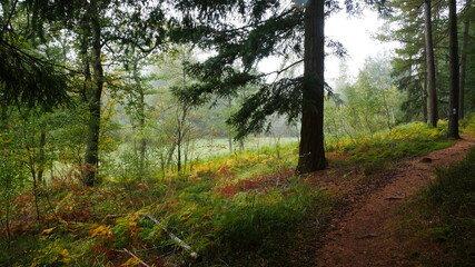 Moor Rotes Wasser von Olfen im Odenwald 1