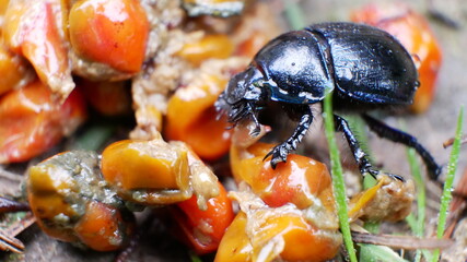 Makro von Mistkäfer auf Samen im Wald