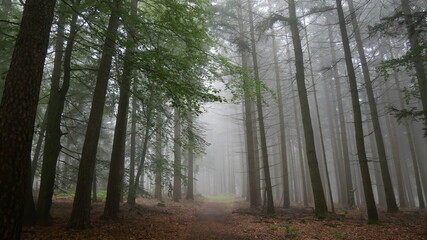 Nebel und Herbst Stimmung im Wald 2