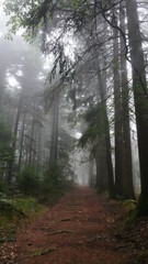 Naklejka premium Nebel und Herbst Stimmung im Wald 1
