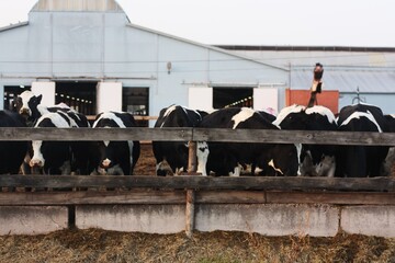 Funny black and white cows on the farm