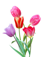 Bouquet of tulip on a white background. Clipping path