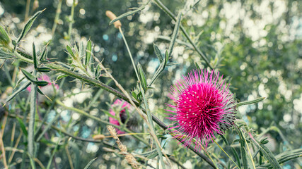 Bright pink thistle flowers on the edge of the forest among herbs. 