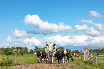 Group of cows passing a gate, together approaching, happy and joyful in a field with a blue cloudy sky