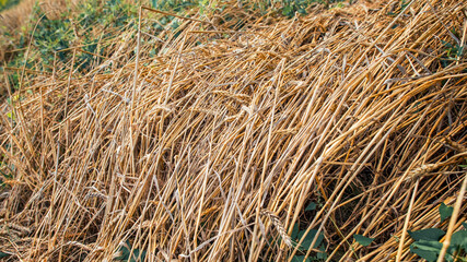 Crumpled stalks of wheat in autumn in the field. 