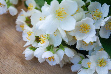 White jasmine flowers, traditional green tea ingredient, aromatherapy flavor