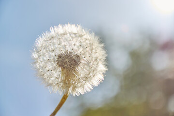Macro shot of a dandelion in the sun.