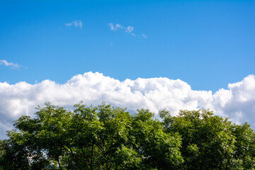 Top of green tree, beautiful blue sky, white clouds on horizon with copy space