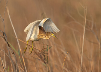 Squacco Heron takeoff at Asker marsh, Bahrain