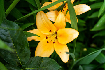 yellow lily in the garden