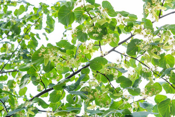 Flowers of blossom Linden tree, apothecary, natural medicine, healing herbal tea