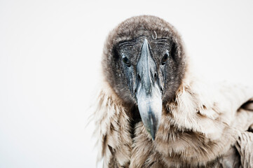 Portrait d'un grand rapace Condor des Andes