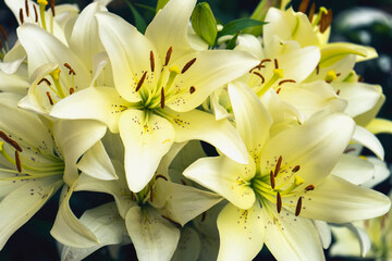 bouquet of lilies