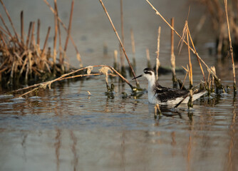 Red-necked phalarope swimming at Asker Marsh, Bahrain