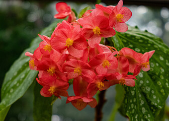 Cane begonia