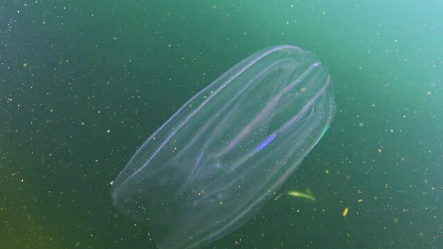 Ctenophores, comb invader to the Black Sea, jellyfish Mnemiopsis leidy. Black Sea