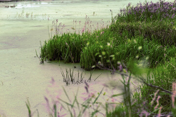 grass and water