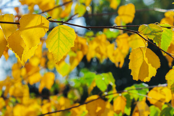 Branches of birch with yellow leaves, beginning of autumn. Autumn nature background