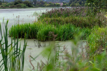 grass on the river bank