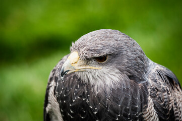Portrait d'un magnifique aigle bleu du Chili