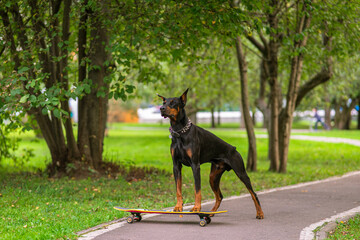 Doberman on guard skateboard