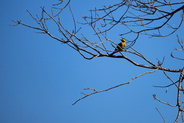 
Nature background: Tropical bird on a dry trunk at sunlight in the morning. Campo Flicker (Colaptes campestris). 