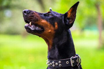 portrait of a doberman