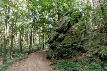 Footpath in the forest in Saxon Switzerland National Park. Germany