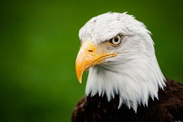 Portrait d'un majestueux aigle pygargue à tête blanche - Symbole américain