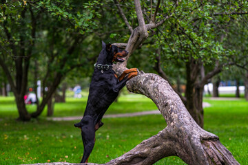 dog in the woods