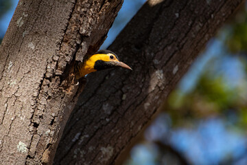 Woodpecker coming out of a hole in a tree trunk. Campo Flicker (Colaptes campestris).  