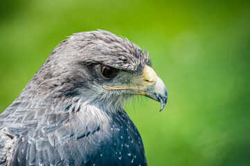 Portrait d'un magnifique aigle bleu du Chili