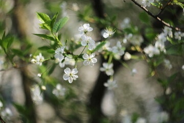 Closeup of beautiful apple tree blossoms in springtime