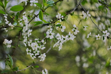 Closeup of beautiful apple tree blossoms in springtime