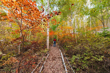 Fototapeta na wymiar Tourist woman standing in birch forest with colorful maple at Inje national park
